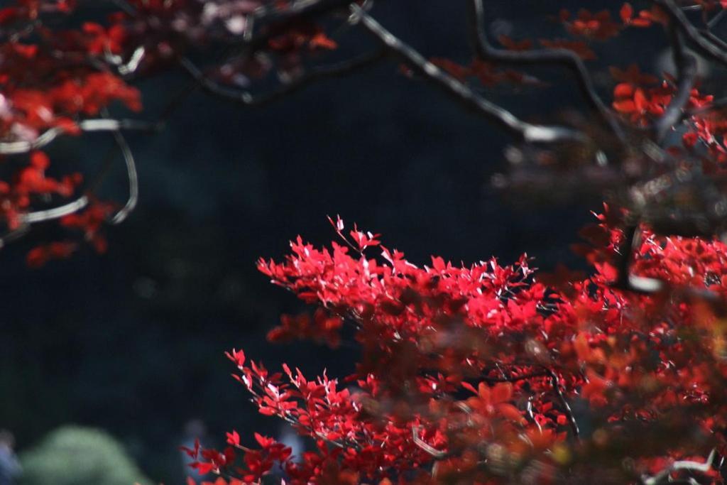 Tora Hotel Tokyo-Rikugienn 寅ホテル 六義園 C Экстерьер фото